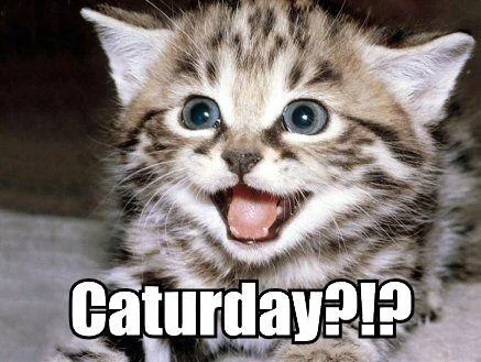 Joyful excited kitten celebrating Caturday.