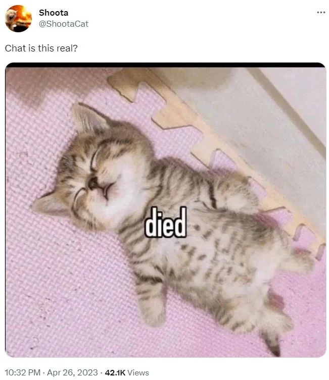 Twitter reaction with unusual cat photo.