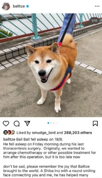 Cheems