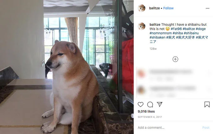 The real Cheems dog Balltze.