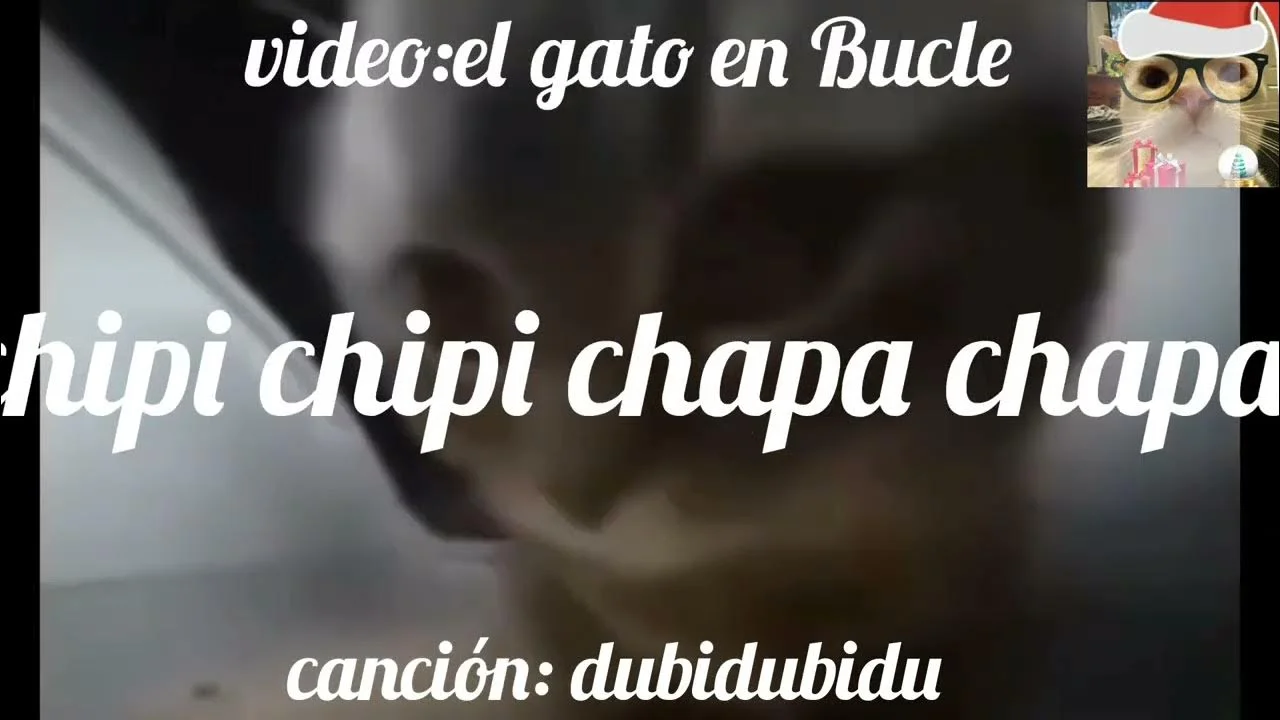 Looping cat with Spanish subtitle text.