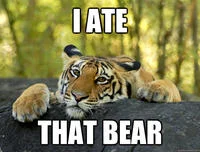 Confession Bear