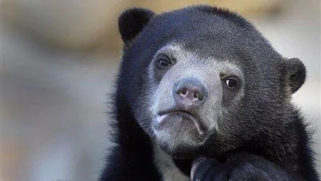 Primary Confession Bear hero image.