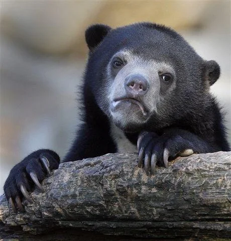 The canonical Confession Bear template.