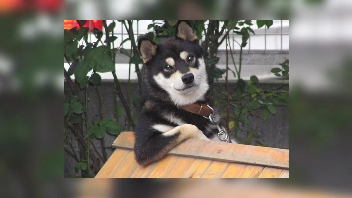 The original photograph of the black Shiba Inu that became the 'Cool Dog' meme, leaning nonchalantly over a wooden fence.