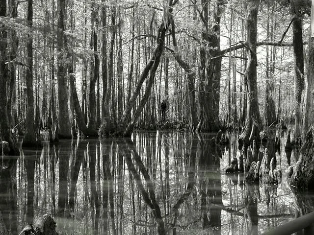An eerie swamp landscape of the sort often associated with cryptid folklore and reported sightings.