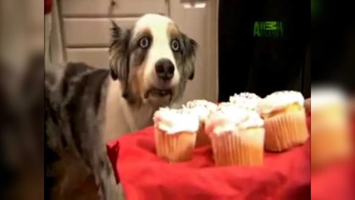 The original 'Cupcake Dog' clip, featuring an Australian Shepherd's iconic wide-eyed stare at a tray of cupcakes, as broadcast on Animal Planet.