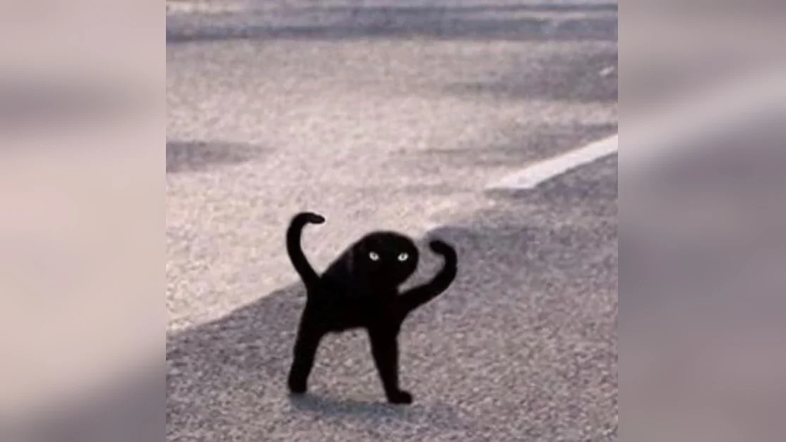 The original Cursed Cat image that spawned the meme, depicting an oddly-shaped black cat with glowing eyes in the middle of a road.