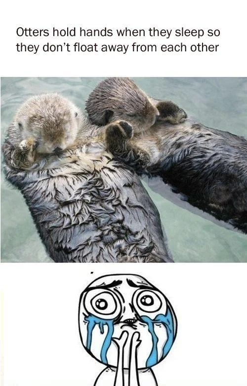 The often-shared fact that otters hold hands while sleeping prompts the archetypal Cuteness Overload reaction.