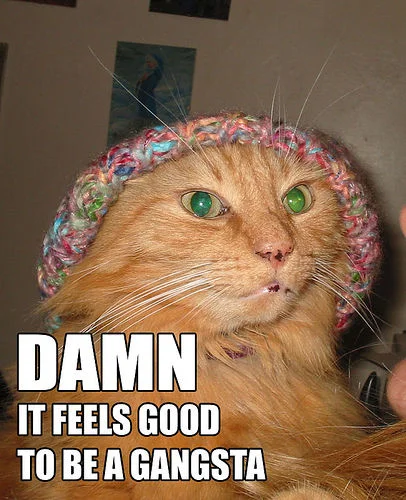 The classic 'Damn It Feels Good to Be a Gangsta' image featuring a ginger cat sporting a knitted beanie, one of the earliest and most recognizable versions of the meme.