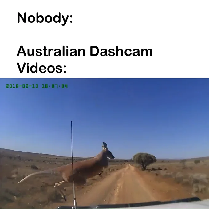 An Australian variant of the dashcam meme, replacing Russia with a leaping kangaroo captured on a dashcam.
