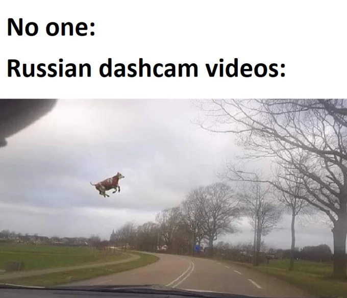 A flying cow captured on dashcam, used as another example of the absurd scenes the meme highlights.