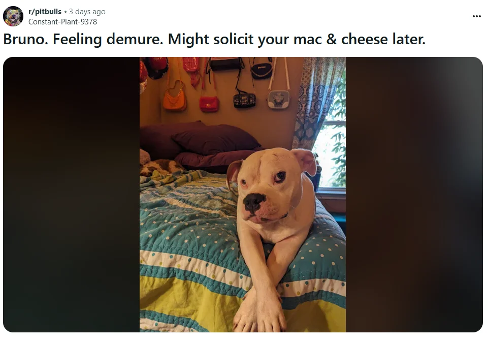 Demure trend applied to humorous dog behavior.