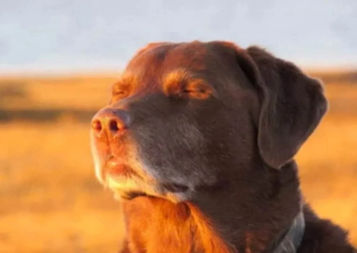 Dog closing eyes in peaceful acceptance.