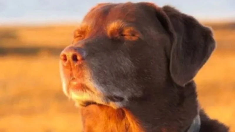 The primary dog closing eyes meme image.