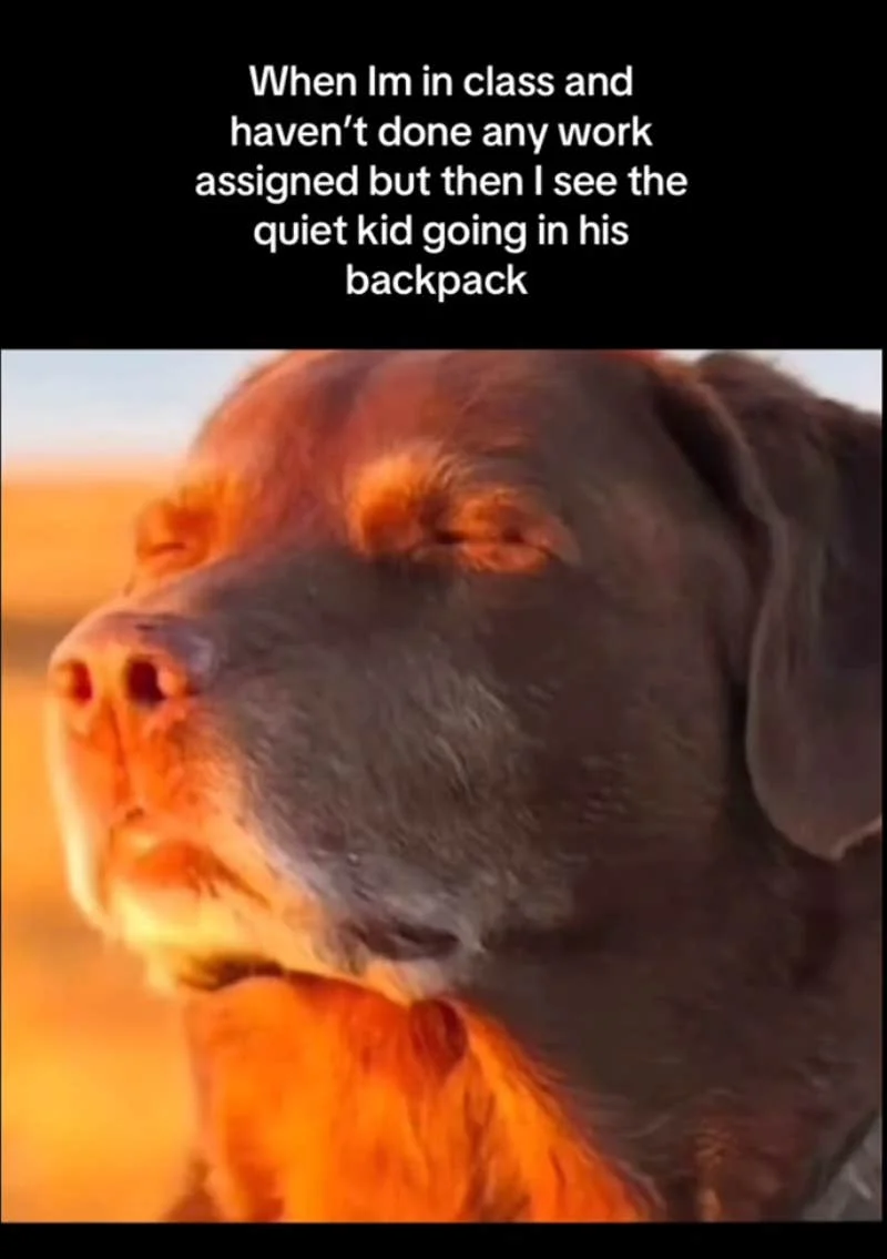 Dog accepts quiet kid classroom scenario ominously.