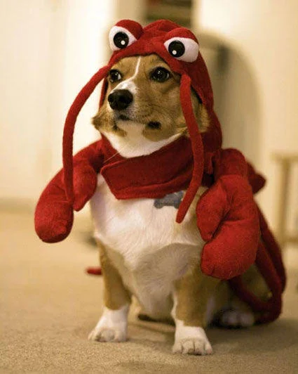 The corgi-in-a-lobster-suit photo that inspired 'Red Lobster', a recurring ally of Dog Fort in the meme's fan fiction.