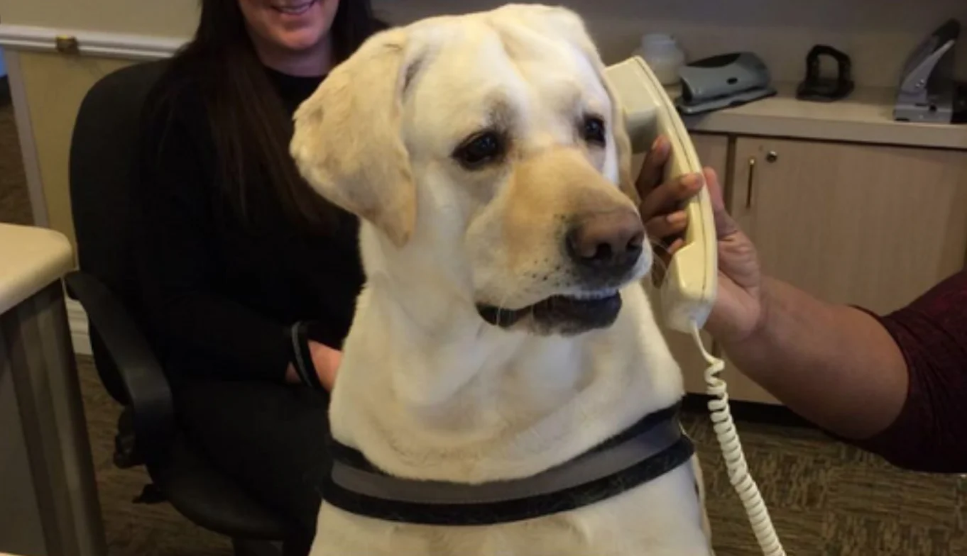 The original 'Yes This Is Dog' photograph showing a Labrador Retriever holding a phone receiver to its ear.
