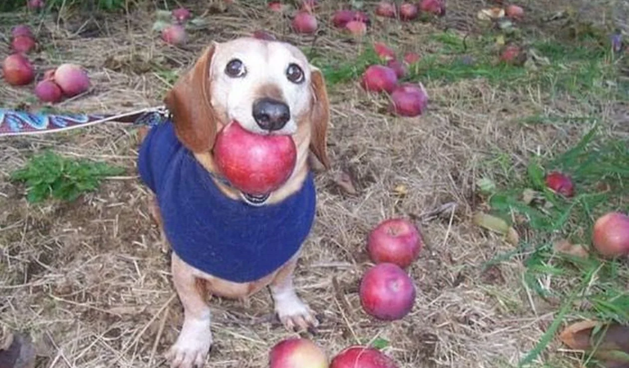 The original "Dog With Apple" image that spawned the viral meme.