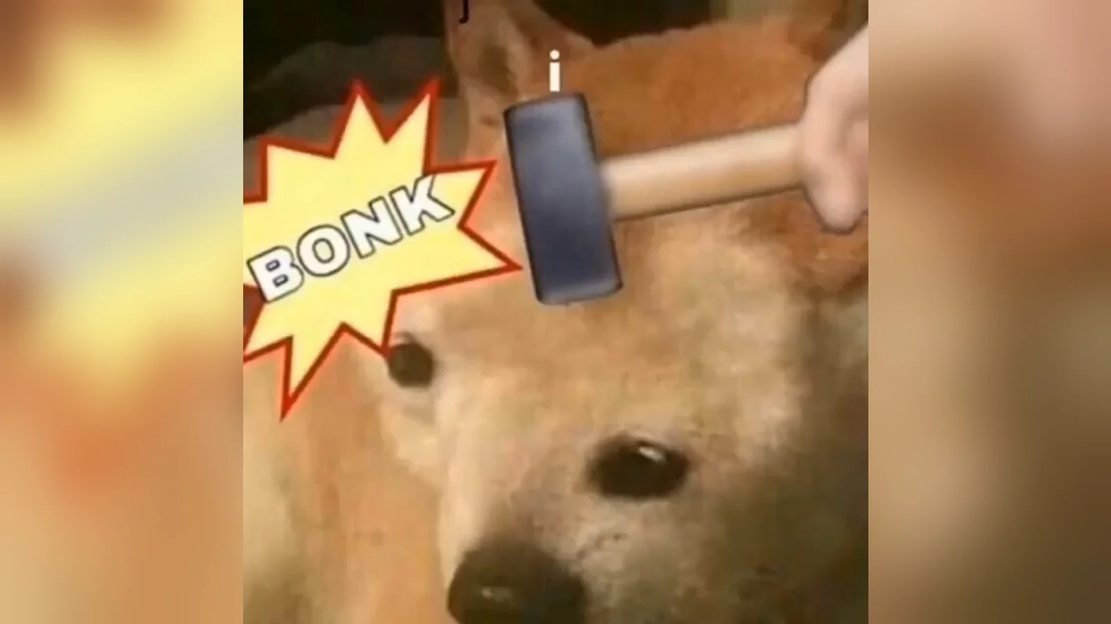 Shiba Inu bonked with baseball bat impact.