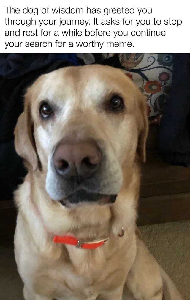 Dogs of Wisdom