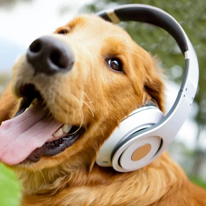 A cheerful golden retriever sporting headphones, a popular stock image often used to represent dogs online.