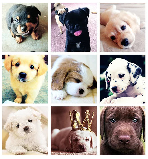 A collage featuring puppies of various breeds, highlighting the diversity of dogs.