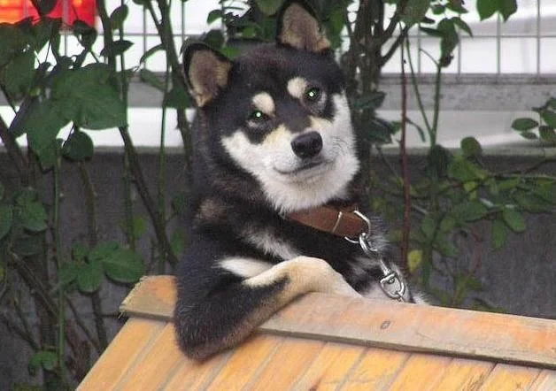 A stray dog resting on the street as onlookers gather, evoking themes of urban strays that have inspired dog memes.