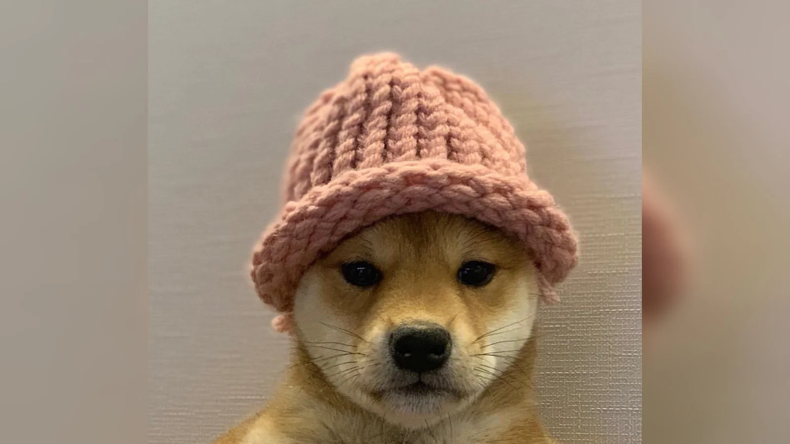 The canonical dogwifhat meme photograph.