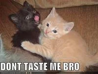 Cat meme variation of the catchphrase.