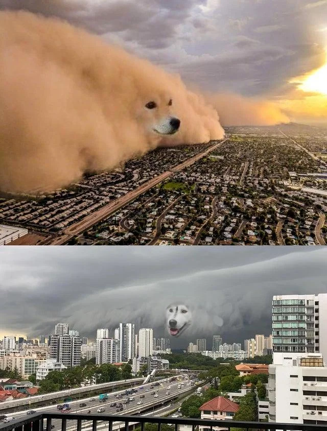 Dust Storm Dog