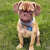 The iconic grumpy puppy Earl.