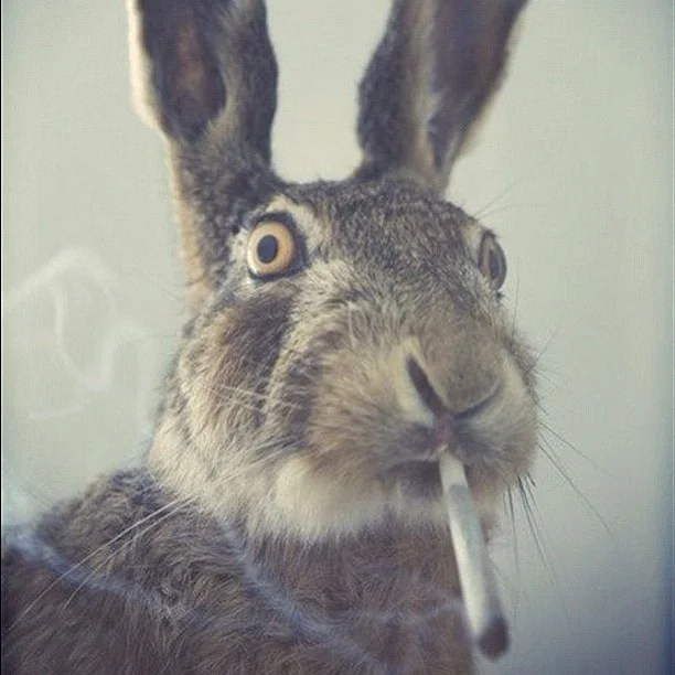 The iconic 'Easter 4/20' bunny — a startled hare with a joint in its mouth, symbolizing the rare calendar overlap of Easter and April 20th.