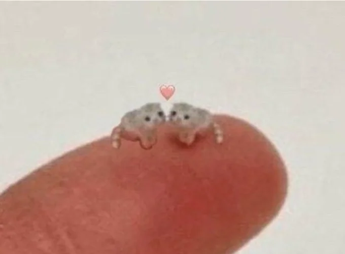 A romantic edit of the el wiwi image duplicating the cat to create a pair, a popular wholesome variation shared by fans.