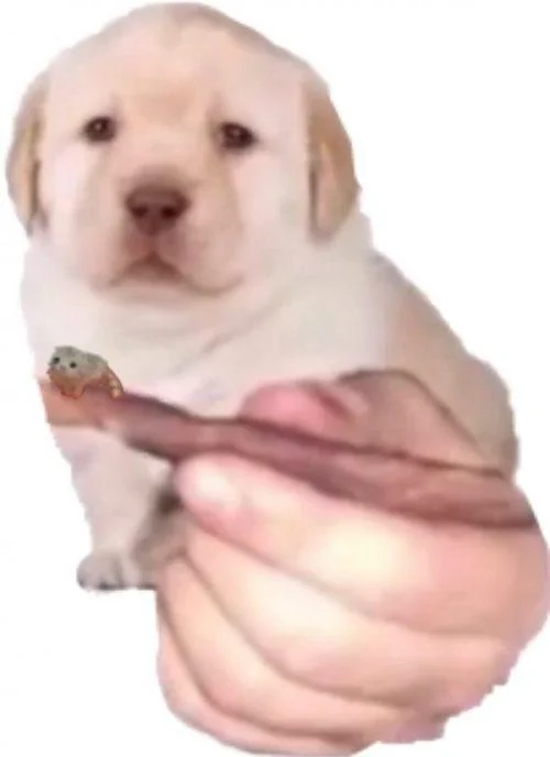 A derivative meme placing 'el wiwi' onto a sad puppy image, demonstrating the figurine's crossover with other meme formats.