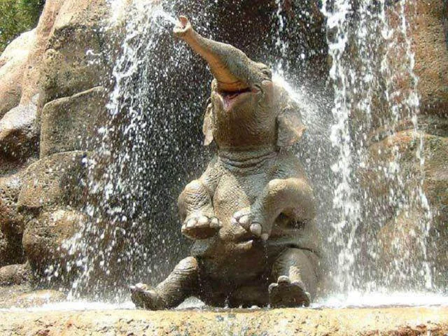 A young elephant joyfully bathes beneath a waterfall, an iconic image often shared to represent the playful side of elephants.