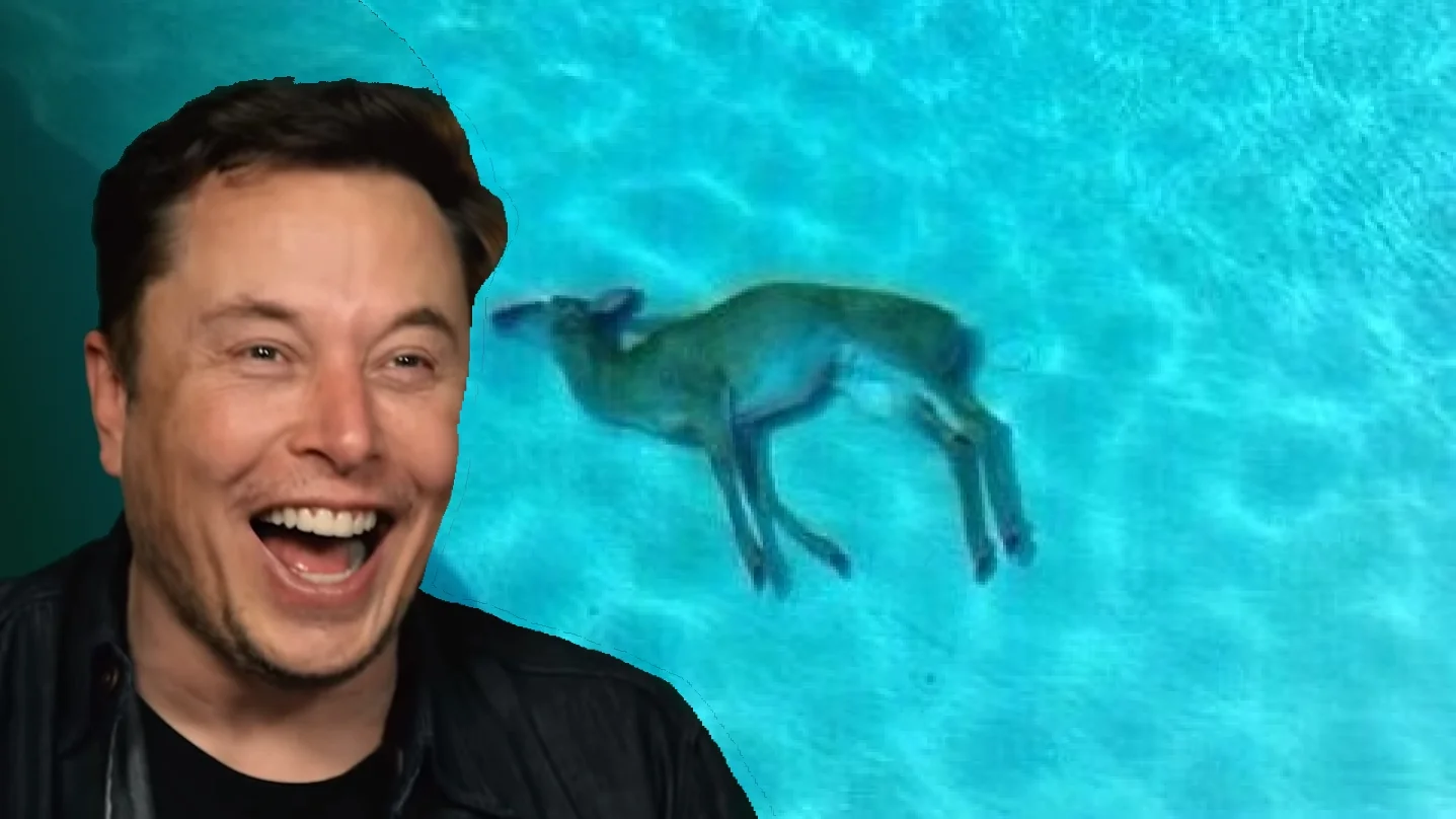 The cover image for the meme, pairing Elon Musk's laughing face with the viral photograph of a dead deer in a swimming pool.