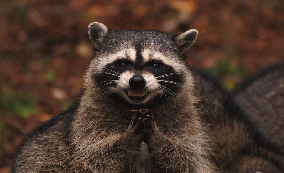 The original photograph of a raccoon appearing to scheme, which became the basis of the Evil Plotting Raccoon image macro.