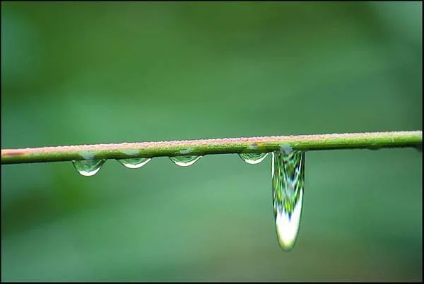 Icon image associated with the Extended Cut YTMNDs entry, showing water droplets on a plant stem.