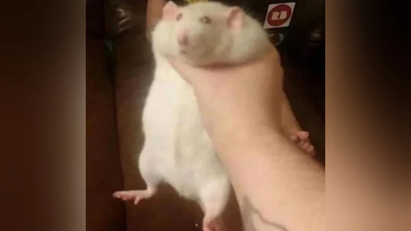 The original 'fat rat being grabbed' image that spawned the meme, featuring the plump white rat known as Baby from the socalratpack Instagram account.