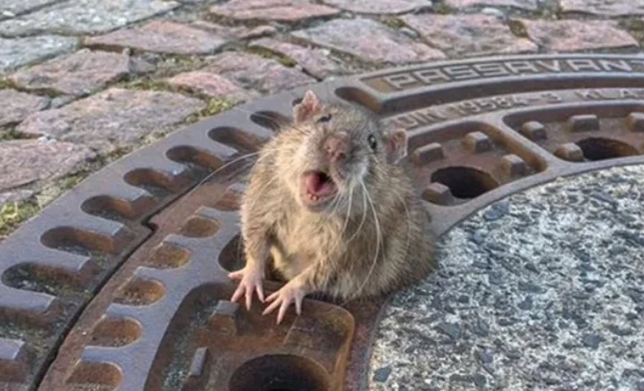 The original viral photo of the fat rat wedged in a manhole cover in Bensheim, Germany, February 2019.