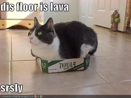 Cat box avoidance internet humor.