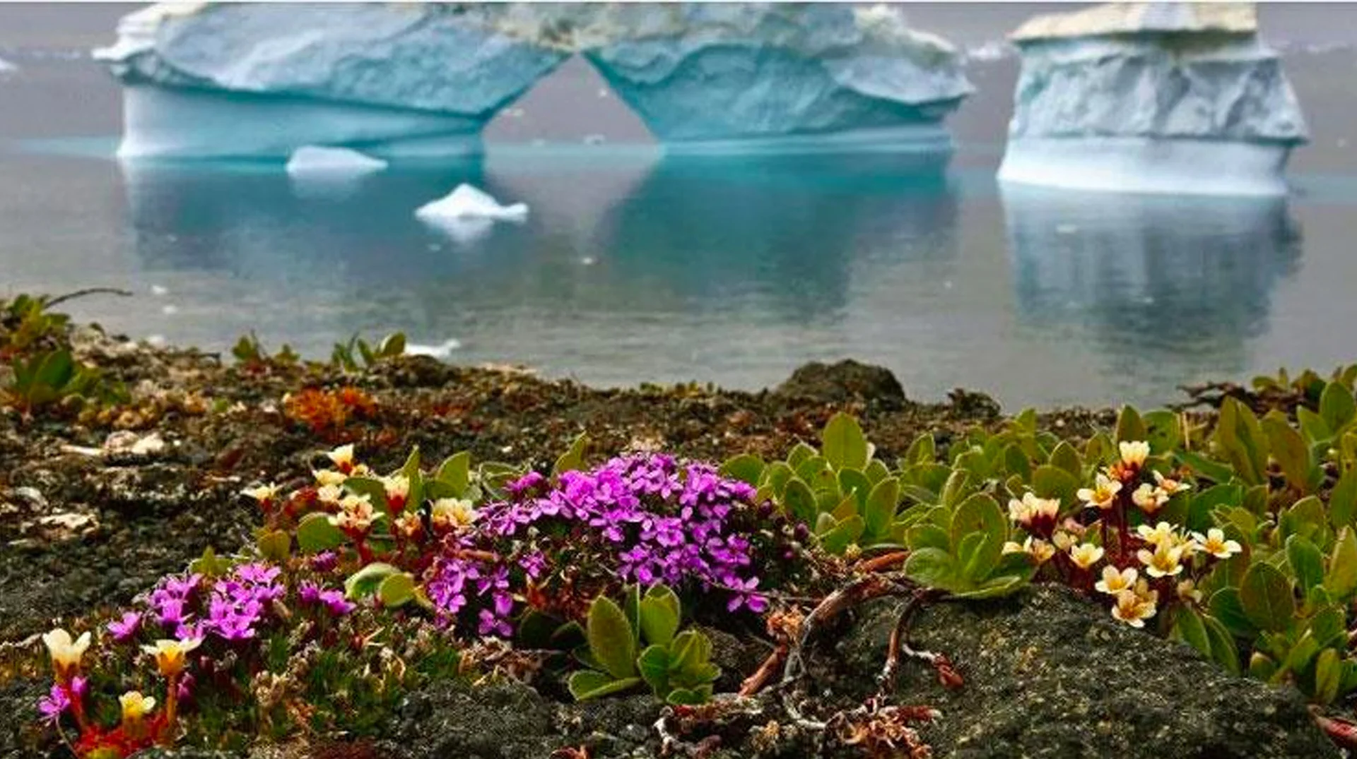 The now-iconic photograph of flowers blooming beside icebergs, widely circulated online as evidence of climate change in Antarctica despite actually being taken in Greenland.