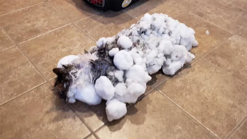 Fluffy the cat as she was discovered — frozen and encased in snow on the floor after being brought inside.
