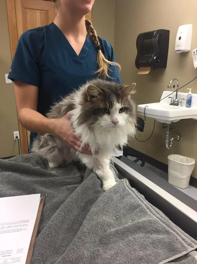 Fluffy fully recovered at the veterinary clinic after surviving being frozen in the snow.