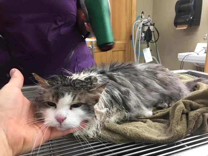 Veterinary staff at Kremmling Veterinary Hospital warming and drying Fluffy after her rescue.