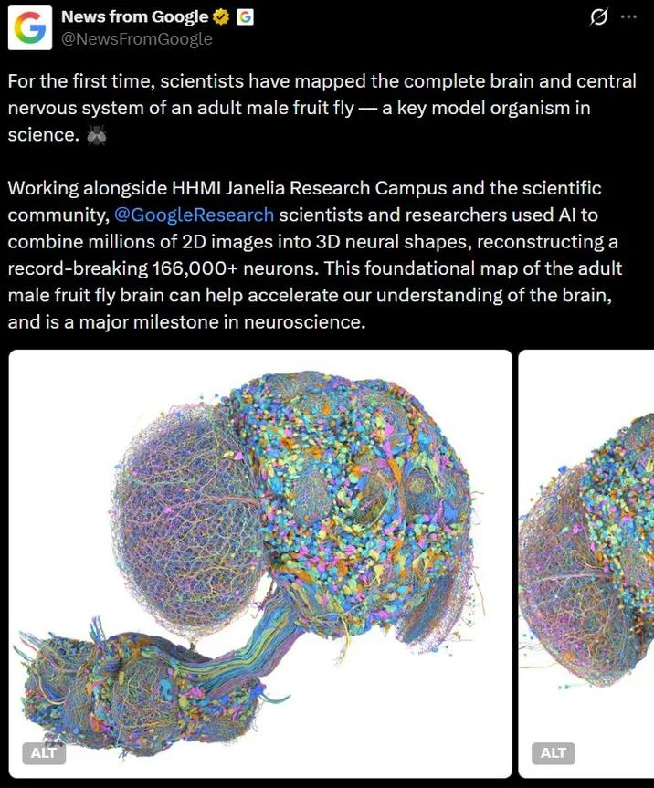 The News from Google tweet that announced the mapping of the complete adult male fruit fly brain and central nervous system, sparking the meme wave.