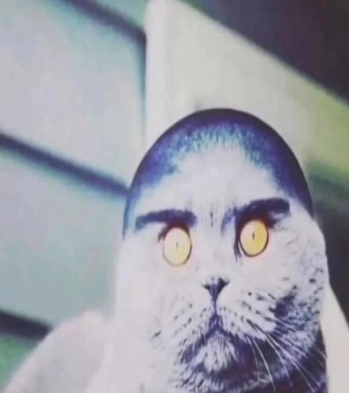 The Folk Valley cat in its original form without the location tag overlay, showcasing the cat's signature eyebrows and yellow eyes.