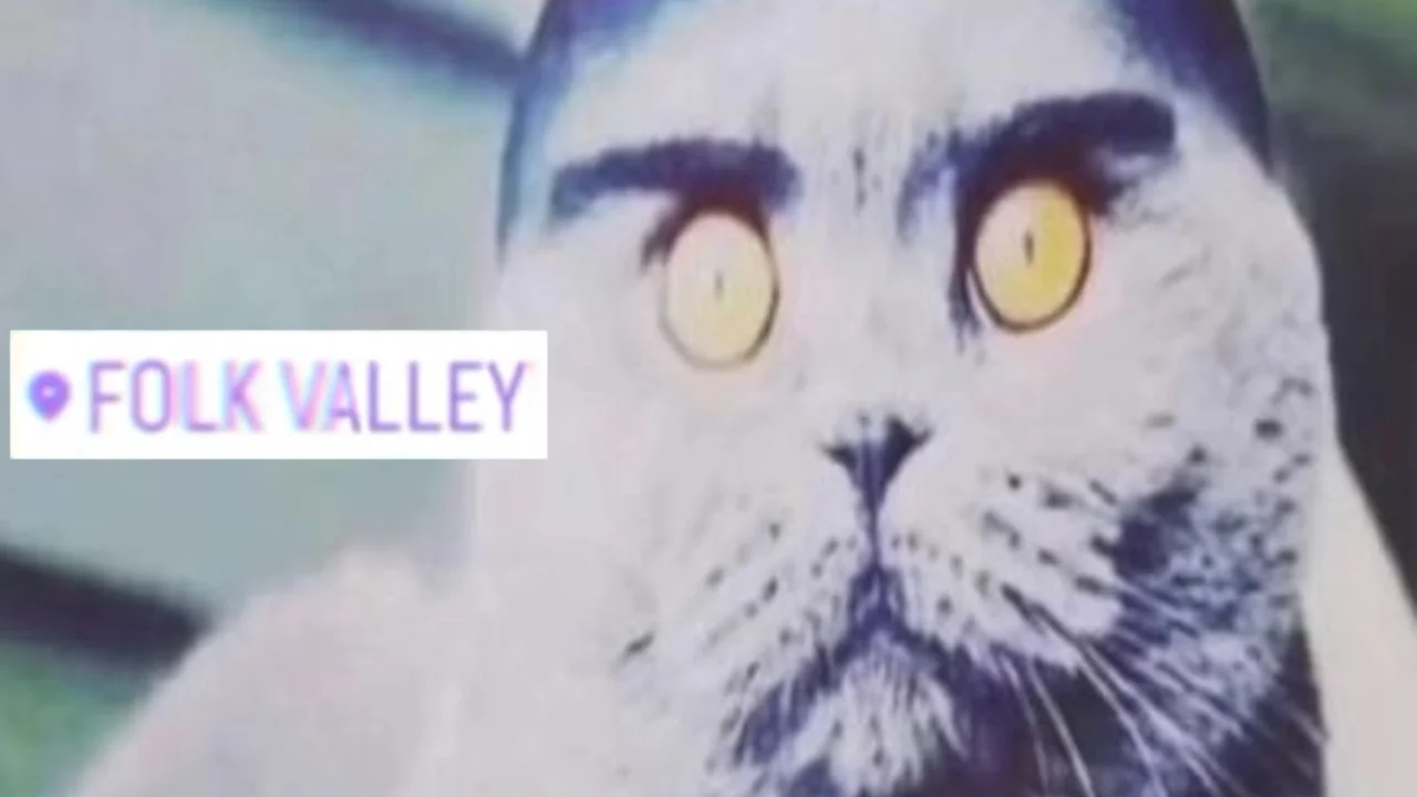 The original Folk Valley cat image featuring the iconic 'FOLK VALLEY' location sticker that gave the meme its name.