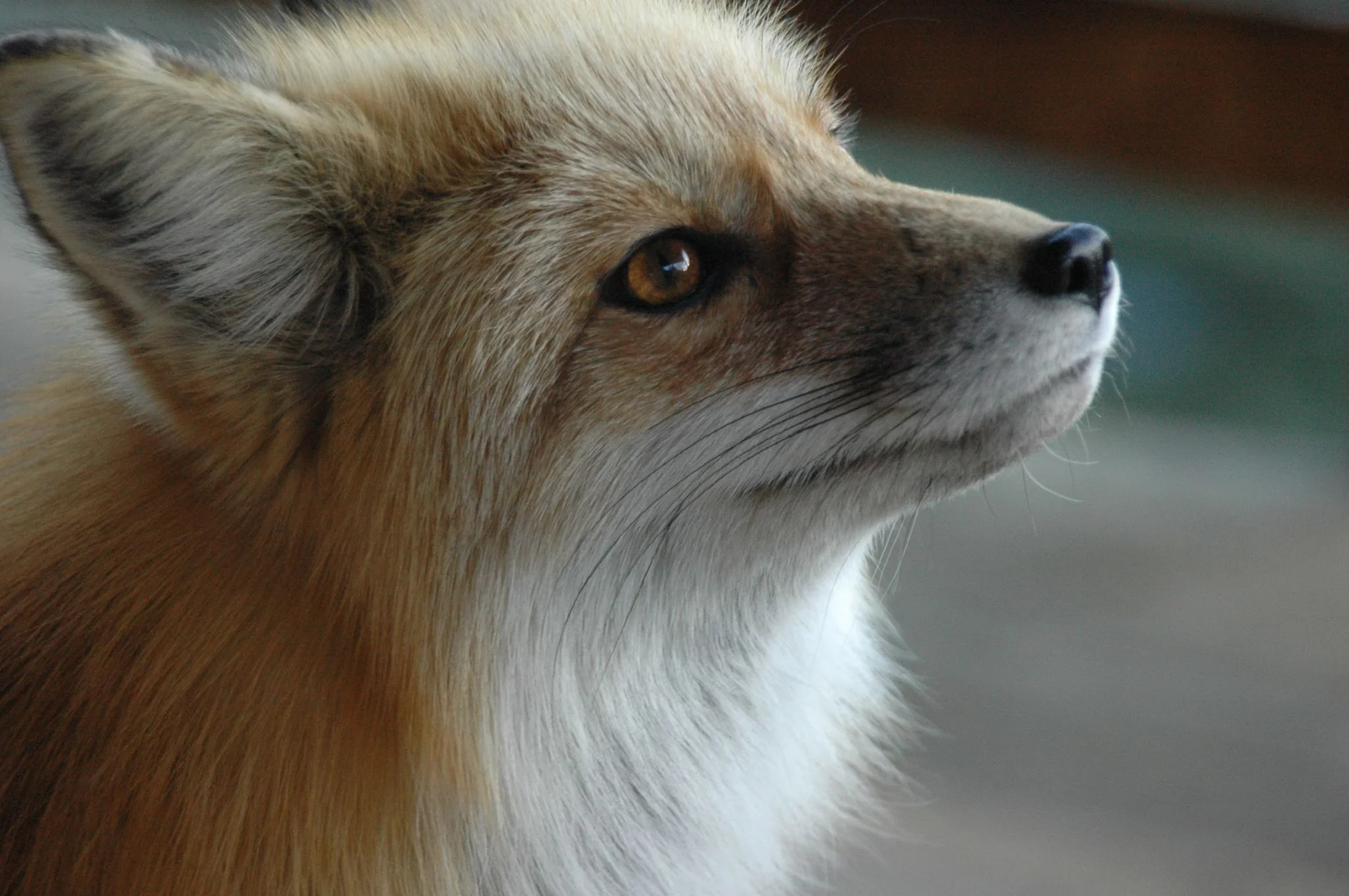 A red fox photographed in profile, showcasing the species' distinctive coloring and expressive features.